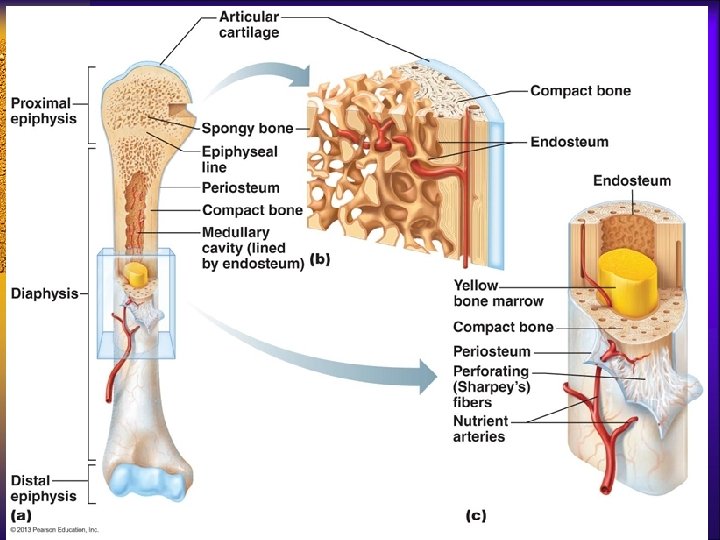 Human Bone Anatomy Ppt : Ppt Human Organ Systems Introduction Student