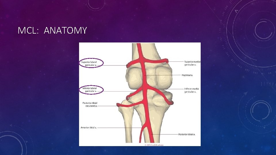 MCL: ANATOMY 