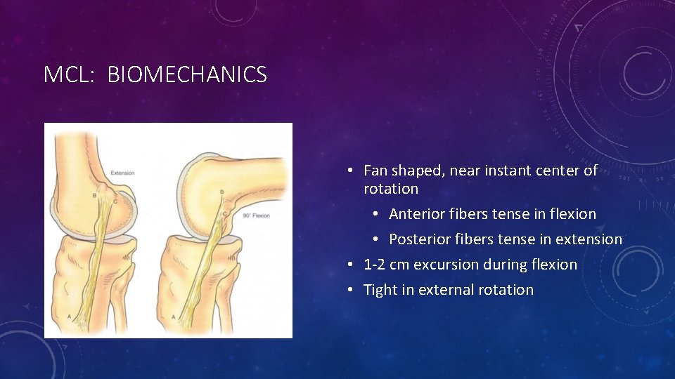 MCL: BIOMECHANICS • Fan shaped, near instant center of rotation • Anterior fibers tense