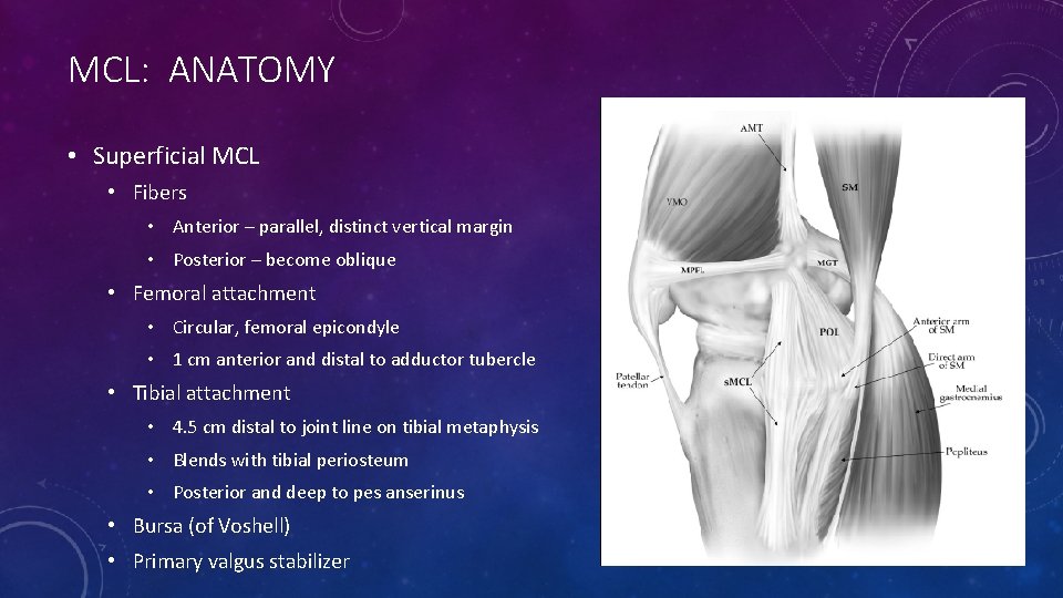 MCL: ANATOMY • Superficial MCL • Fibers • Anterior – parallel, distinct vertical margin