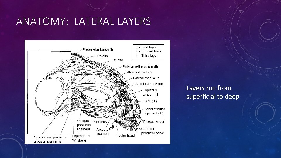 ANATOMY: LATERAL LAYERS • Anatomy Layers run from superficial to deep 