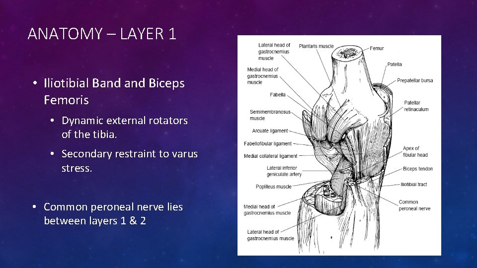 ANATOMY – LAYER 1 • Iliotibial Band Biceps Femoris • Dynamic external rotators of