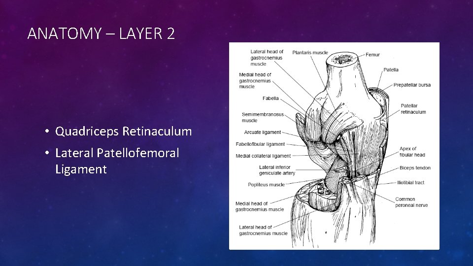 ANATOMY – LAYER 2 • Quadriceps Retinaculum • Lateral Patellofemoral Ligament 