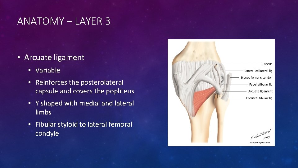 ANATOMY – LAYER 3 • Arcuate ligament • Variable • Reinforces the posterolateral capsule