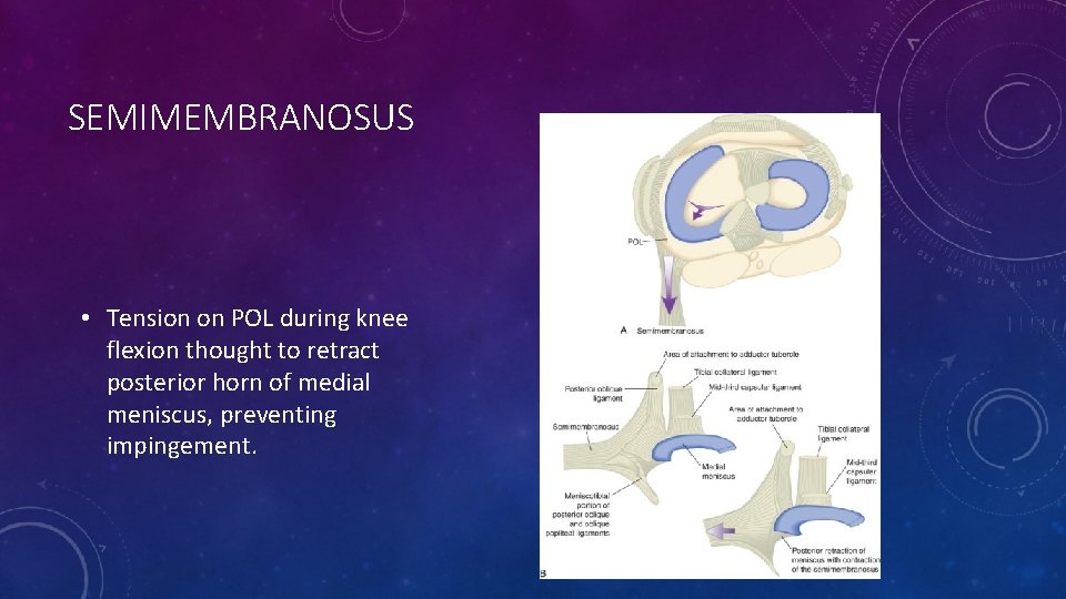 SEMIMEMBRANOSUS • Tension on POL during knee flexion thought to retract posterior horn of