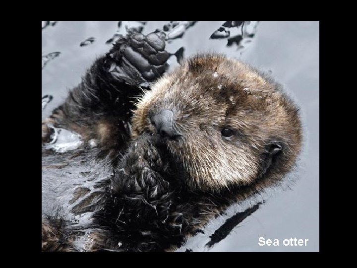 Sea otter 