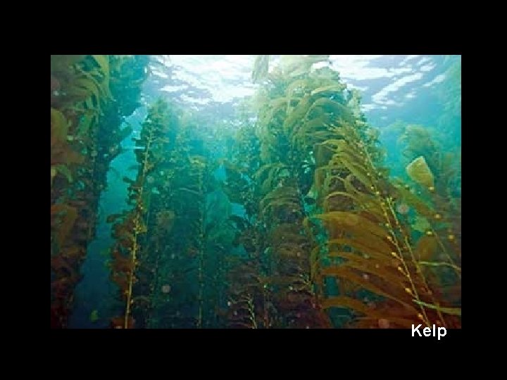 Kelp 