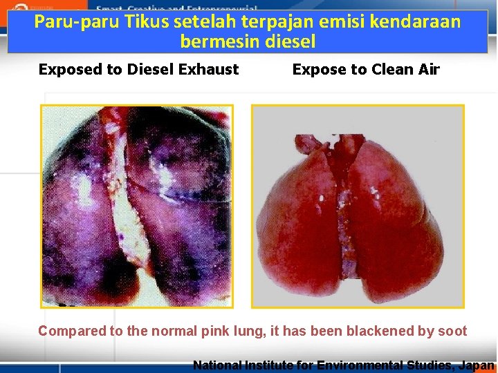 Paru-paru Tikus setelah terpajan emisi kendaraan bermesin diesel Exposed to Diesel Exhaust Expose to