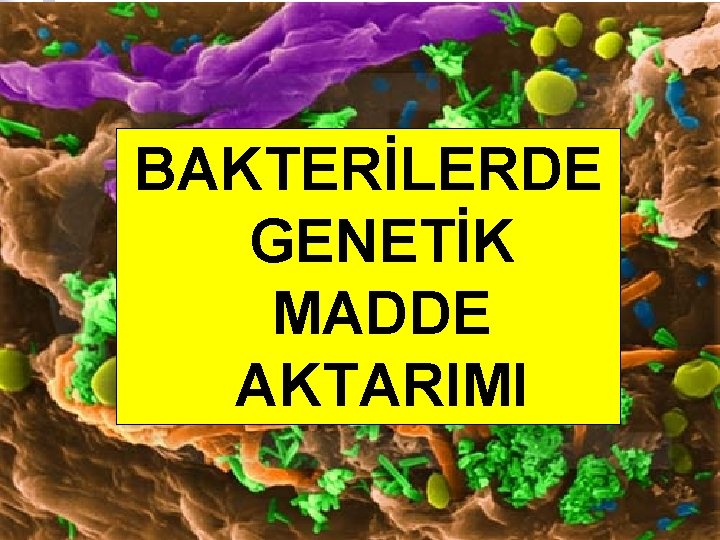 BAKTERİLERDE GENETİK MADDE AKTARIMI 1 