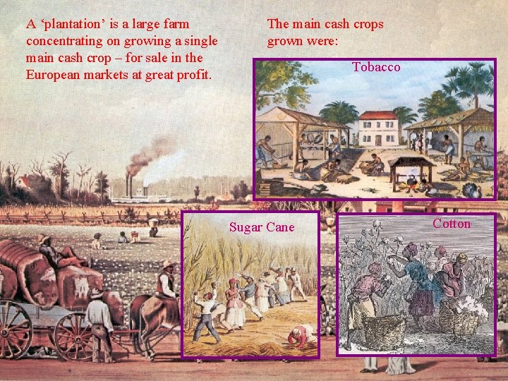 A ‘plantation’ is a large farm concentrating on growing a single main cash crop