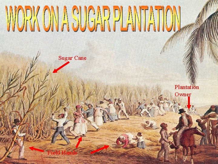 Sugar Cane Plantation Owner Field Hands 