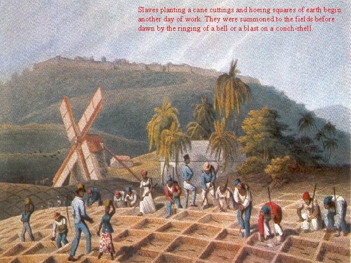 Slaves planting a cane cuttings and hoeing squares of earth begin another day of