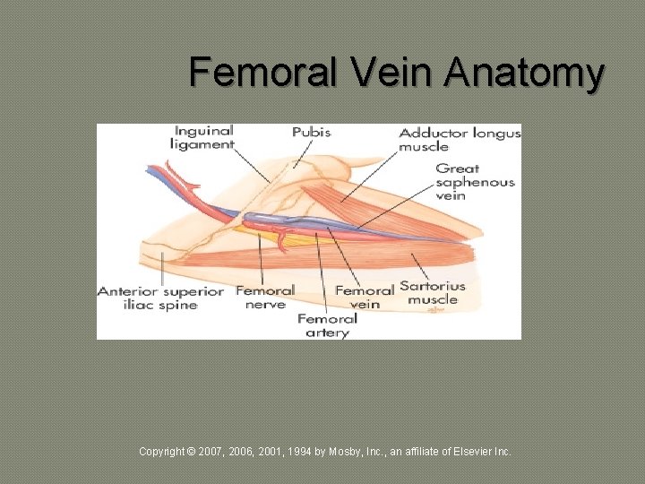 Femoral Vein Anatomy Copyright © 2007, 2006, 2001, 1994 by Mosby, Inc. , an