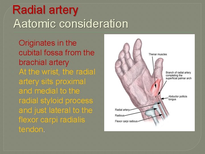 Radial artery Aatomic consideration Originates in the cubital fossa from the brachial artery At