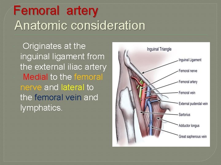 Femoral artery Anatomic consideration Originates at the inguinal ligament from the external iliac artery