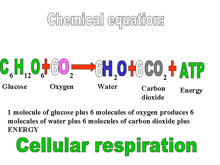 6 12 Glucose 6 2 Oxygen 2 Water 2 Carbon dioxide Energy 1 molecule