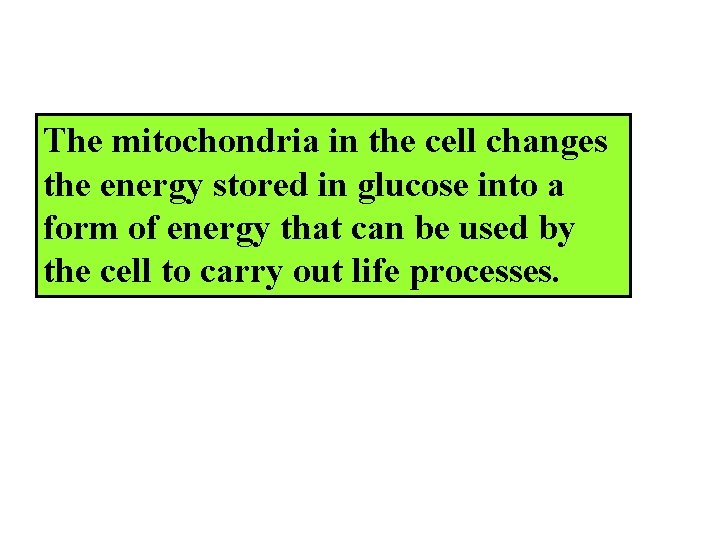 The mitochondria in the cell changes the energy stored in glucose into a form