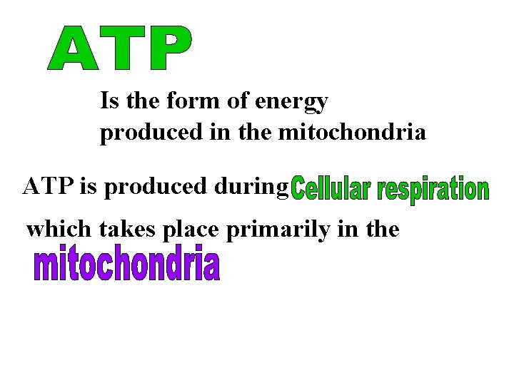 Is the form of energy produced in the mitochondria ATP is produced during which