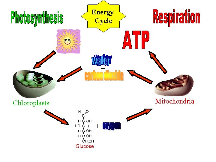 Energy Cycle + Mitochondria Chloroplasts + 