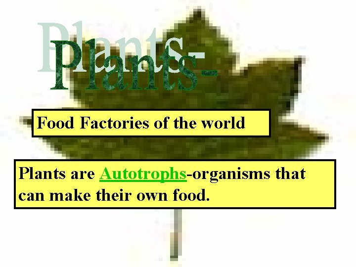 Food Factories of the world Plants are Autotrophs-organisms that can make their own food.