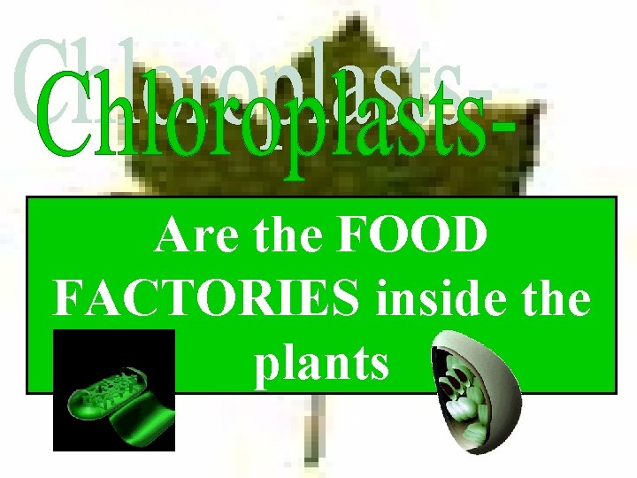 Are the FOOD FACTORIES inside the plants 