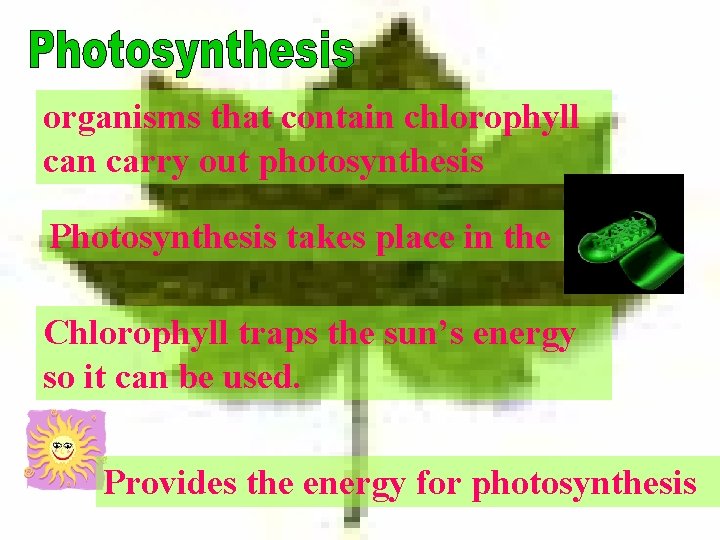 organisms that contain chlorophyll can carry out photosynthesis Photosynthesis takes place in the Chlorophyll