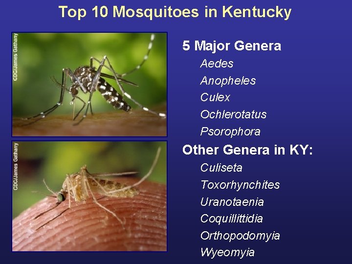 Top 10 Mosquitoes in Kentucky 5 Major Genera Aedes Anopheles Culex Ochlerotatus Psorophora Other