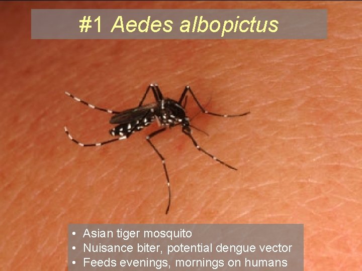 #1 Aedes albopictus • Asian tiger mosquito • Nuisance biter, potential dengue vector •