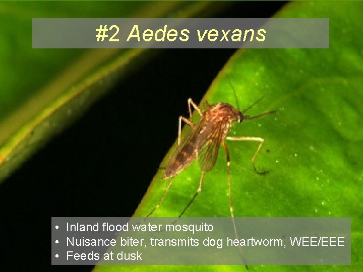 #2 Aedes vexans • Inland flood water mosquito • Nuisance biter, transmits dog heartworm,