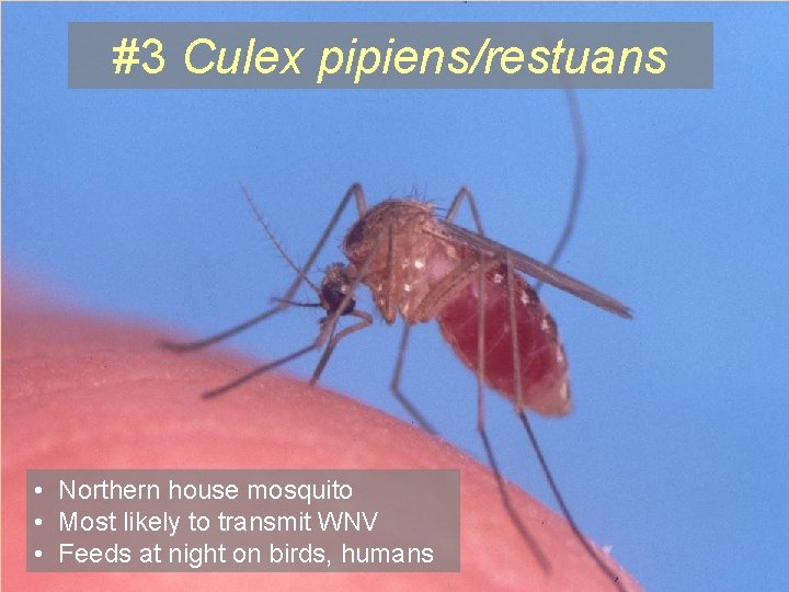 #3 Culex pipiens/restuans • Northern house mosquito • Most likely to transmit WNV • #3 Culex pipiens/restuans • Northern house mosquito • Most likely to transmit WNV •