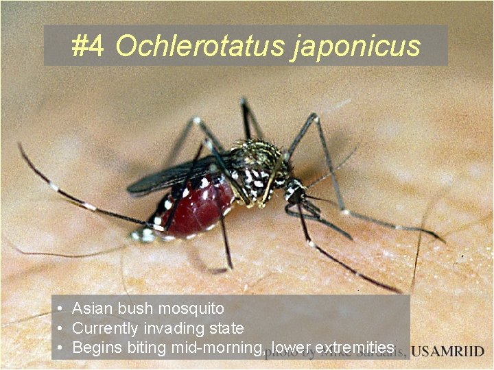 #4 Ochlerotatus japonicus • Asian bush mosquito • Currently invading state • Begins biting