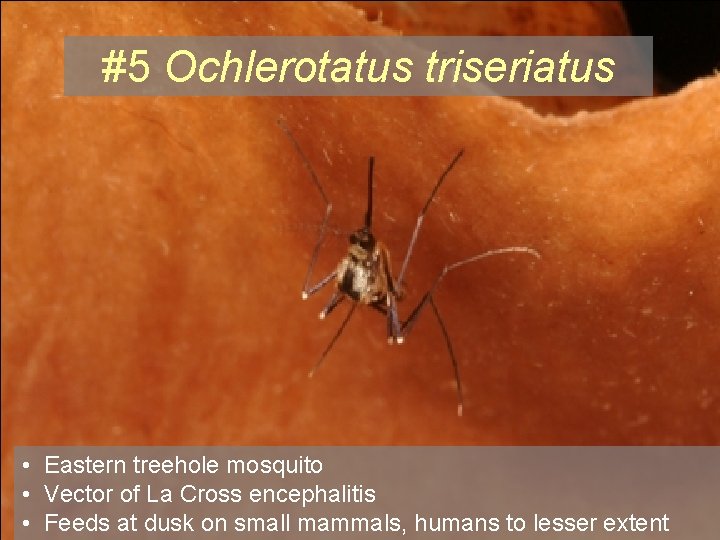 #5 Ochlerotatus triseriatus • Eastern treehole mosquito • Vector of La Cross encephalitis •