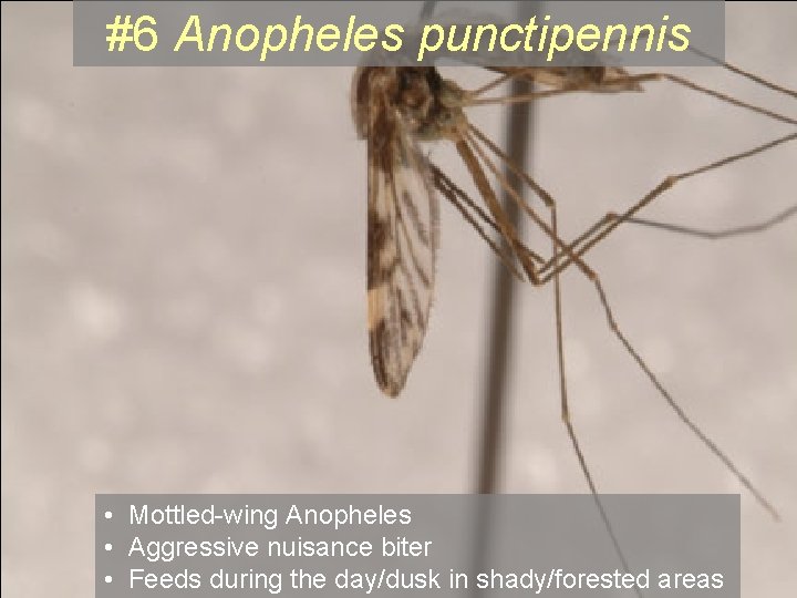 #6 Anopheles punctipennis • Mottled-wing Anopheles • Aggressive nuisance biter • Feeds during the #6 Anopheles punctipennis • Mottled-wing Anopheles • Aggressive nuisance biter • Feeds during the