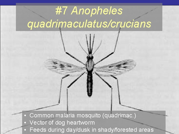 #7 Anopheles quadrimaculatus/crucians • Common malaria mosquito (quadrimac. ) • Vector of dog heartworm