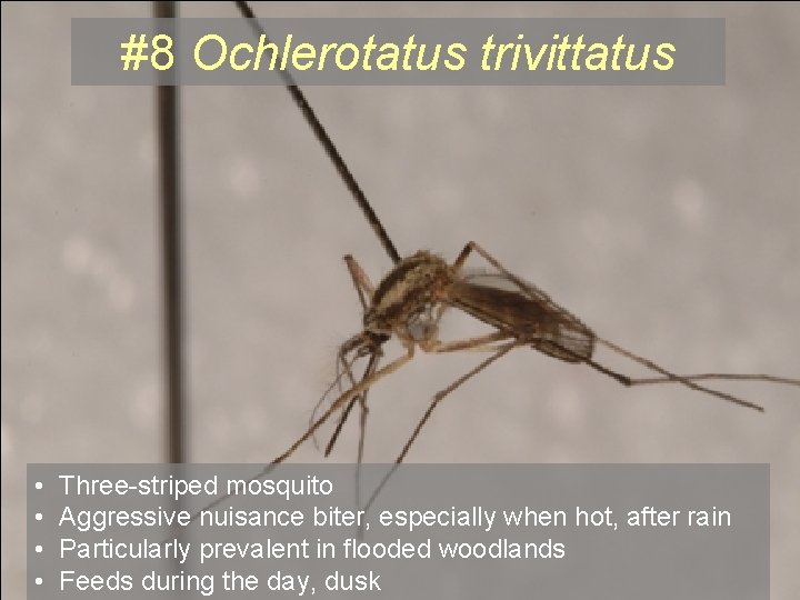 #8 Ochlerotatus trivittatus • • Three-striped mosquito Aggressive nuisance biter, especially when hot, after