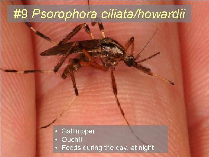 #9 Psorophora ciliata/howardii • Gallinipper • Ouch!! • Feeds during the day, at night