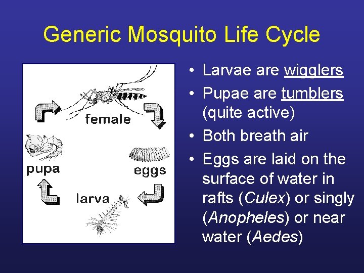 Generic Mosquito Life Cycle • Larvae are wigglers • Pupae are tumblers (quite active)
