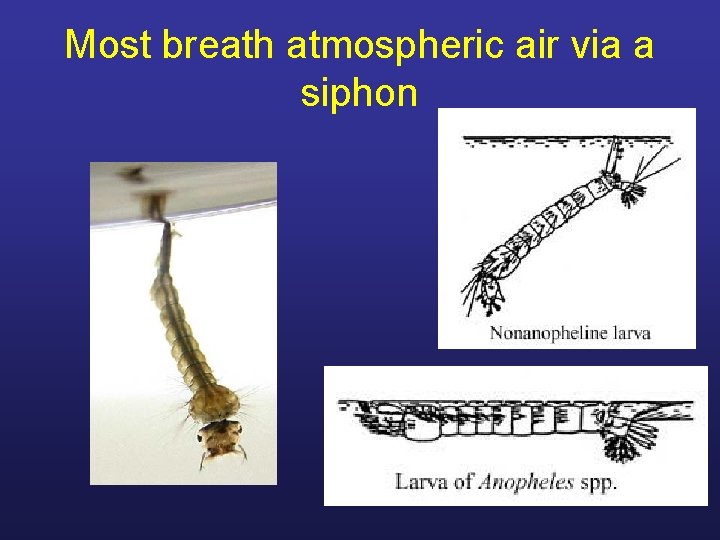 Most breath atmospheric air via a siphon 