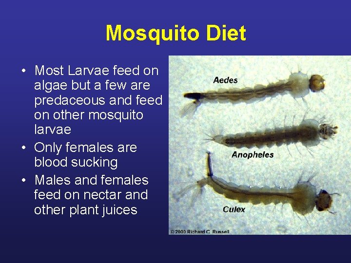 Mosquito Diet • Most Larvae feed on algae but a few are predaceous and