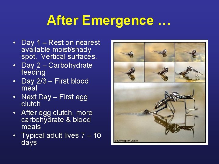 After Emergence … • Day 1 – Rest on nearest available moist/shady spot. Vertical After Emergence … • Day 1 – Rest on nearest available moist/shady spot. Vertical