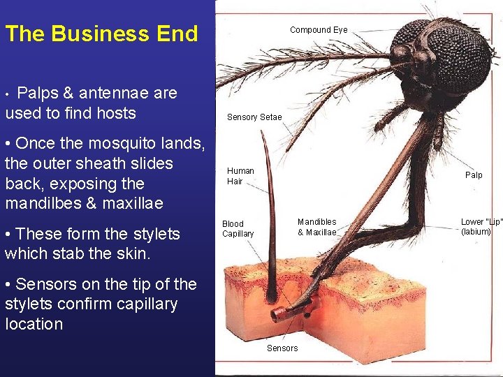 The Business End Palps & antennae are used to find hosts Compound Eye •