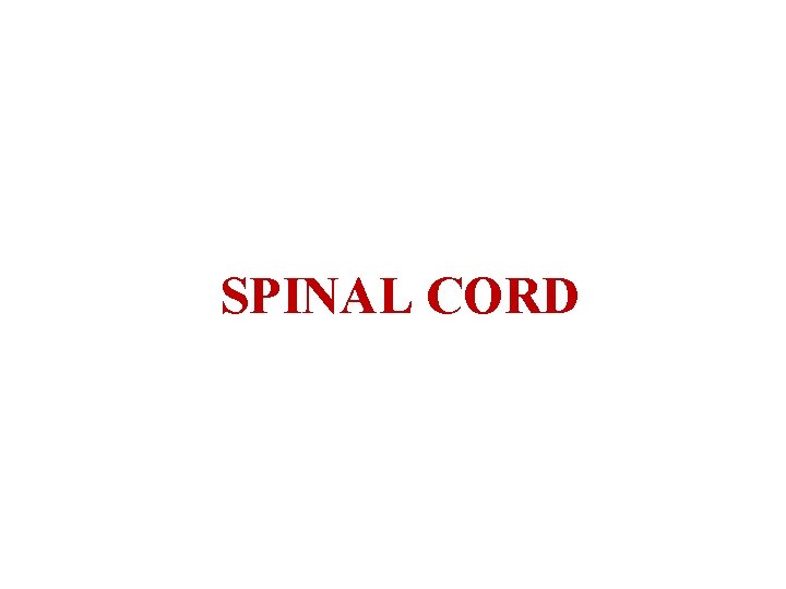 SPINAL CORD 