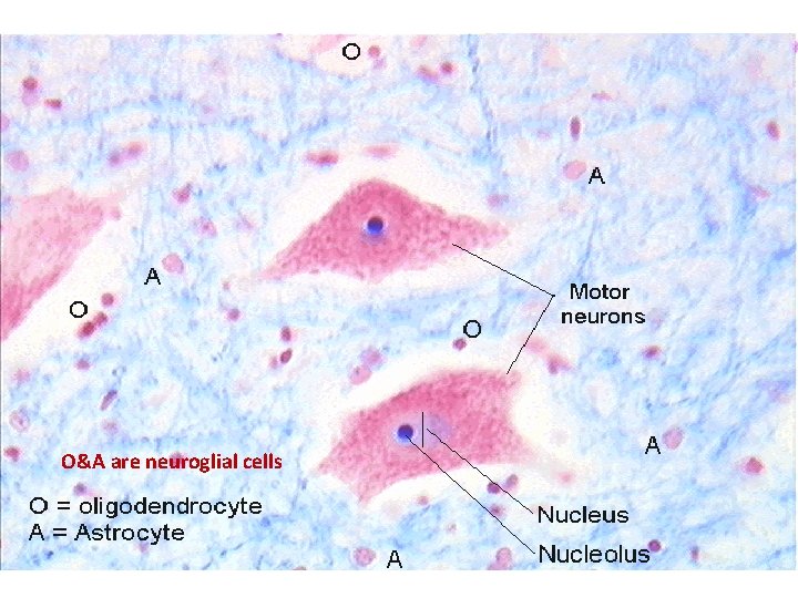 O&A are neuroglial cells 