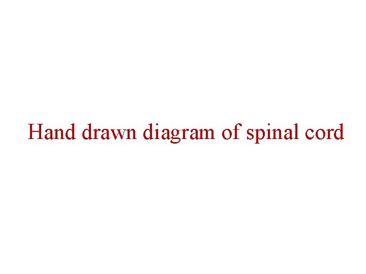 Hand drawn diagram of spinal cord 