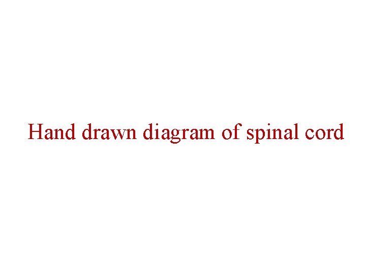 Hand drawn diagram of spinal cord 