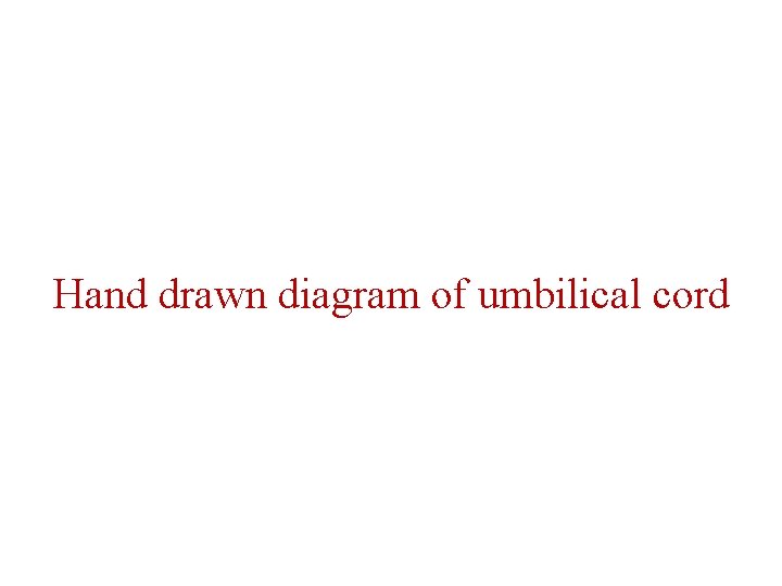 Hand drawn diagram of umbilical cord 