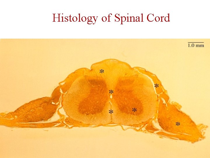 Histology of Spinal Cord 