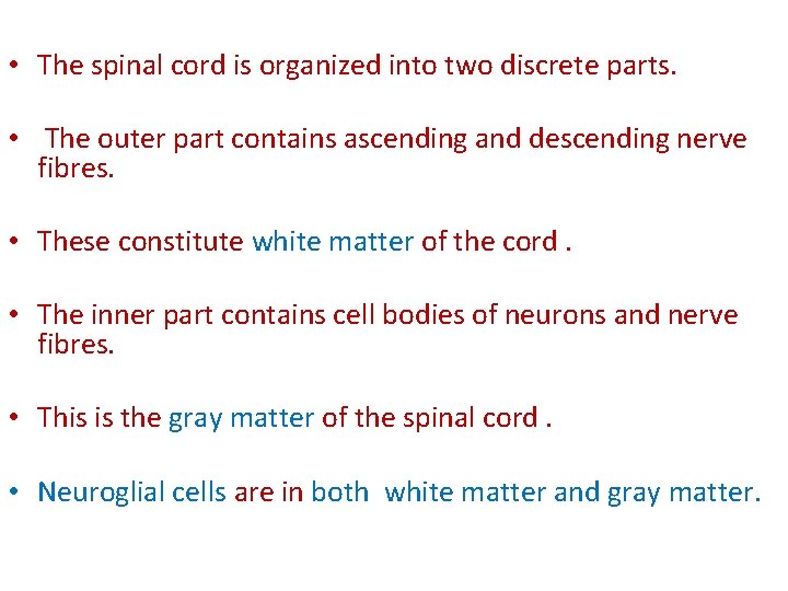  • The spinal cord is organized into two discrete parts. • The outer