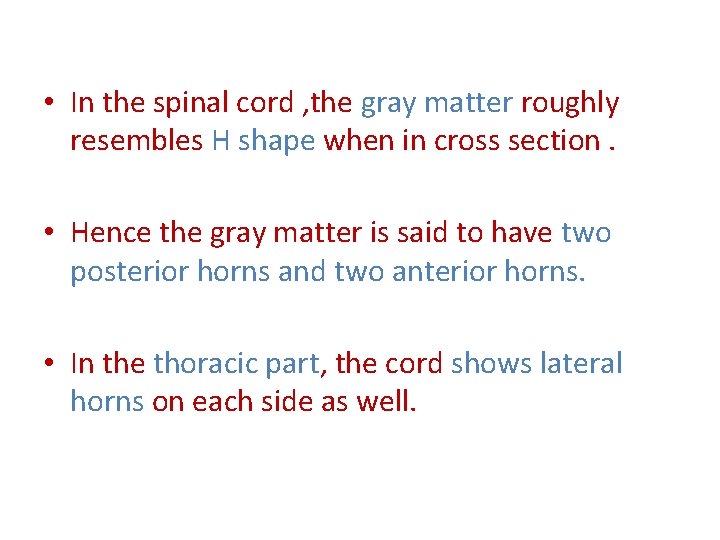  • In the spinal cord , the gray matter roughly resembles H shape