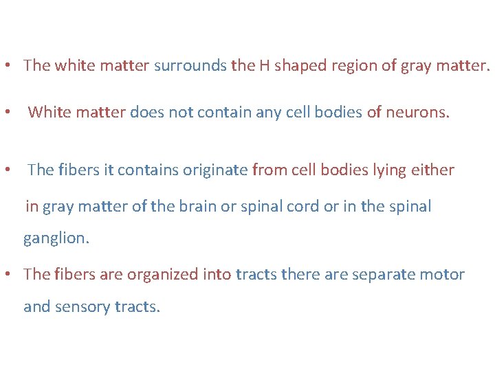  • The white matter surrounds the H shaped region of gray matter. •